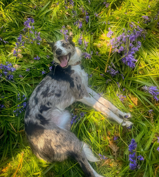 Life with a Border Collie: The Good, The Chaotic, The Hilarious